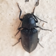 Perissarthron trapezium