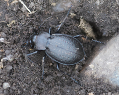 Carabus taedatus