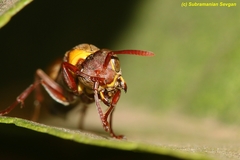 Ropalidia guttatipennis