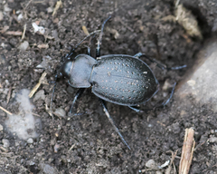 Carabus taedatus
