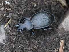 Carabus taedatus