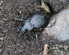 Carabus taedatus