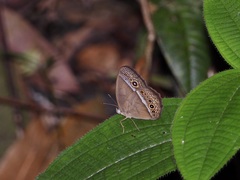 Mycalesis orseis