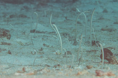 Gorgasia maculata