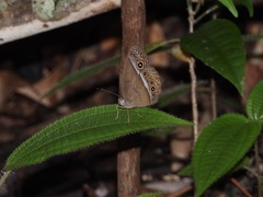 Mycalesis orseis