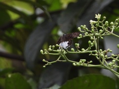 Tagiades calligana