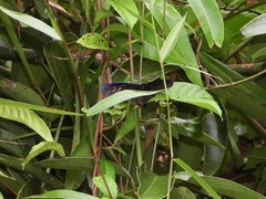 Pompelon marginata