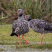 Southern Screamer - Photo (c) João Vitor Andriola, some rights reserved (CC BY-NC), uploaded by João Vitor Andriola