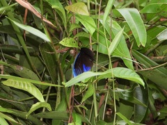 Pompelon marginata
