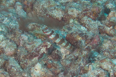 Amblyeleotris periophthalmus