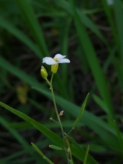 Arabidopsis arenosa