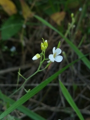 Arabidopsis arenosa