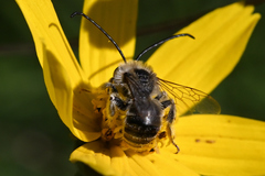 Melissodes microstictus