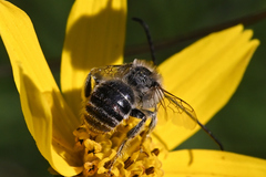 Melissodes microstictus