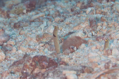 Heteroconger hassi