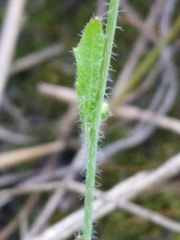 Arabidopsis arenosa
