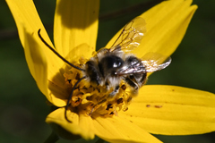 Melissodes microstictus