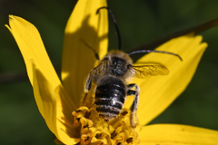 Melissodes microstictus