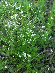 Galium uliginosum