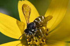 Dianthidium subparvum