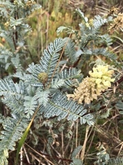 Astragalus pycnostachyus