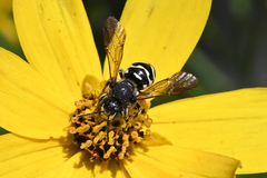 Dianthidium subparvum