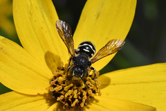 Dianthidium subparvum