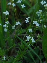 Galium uliginosum