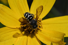 Dianthidium subparvum