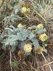 Astragalus pycnostachyus