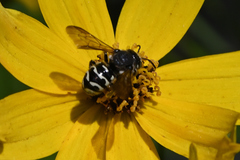 Dianthidium subparvum