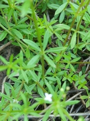 Galium uliginosum
