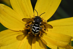 Dianthidium subparvum