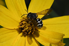 Dianthidium subparvum