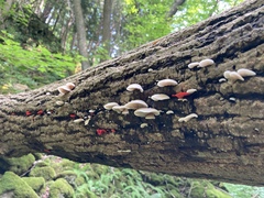 Crepidotus cinnabarinus