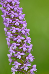Gymnadenia conopsea