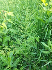 Equisetum arvense