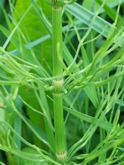 Equisetum arvense