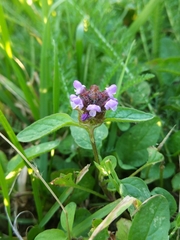 Prunella vulgaris