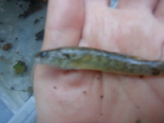 Etheostoma flabellare