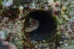 Nannosalarias nativitatis