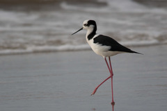 Black-Necked Stilt photo 2