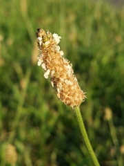 Plantago lanceolata