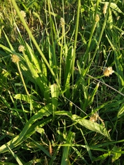 Plantago lanceolata