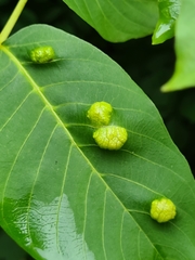 Aceria erinea