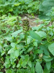 Prunella vulgaris