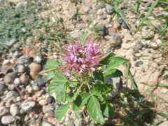 Polanisia dodecandra riograndensis