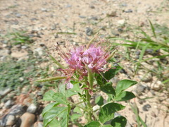 Polanisia dodecandra riograndensis