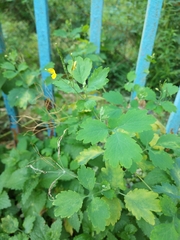 Chelidonium majus
