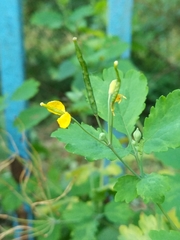Chelidonium majus